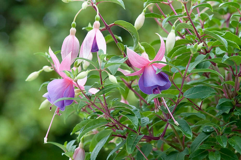 Fuchsia Border Queen, Hardy Fuchsia Border Queen, Flowering Shrub, Pink Flowers, Purple Flowers